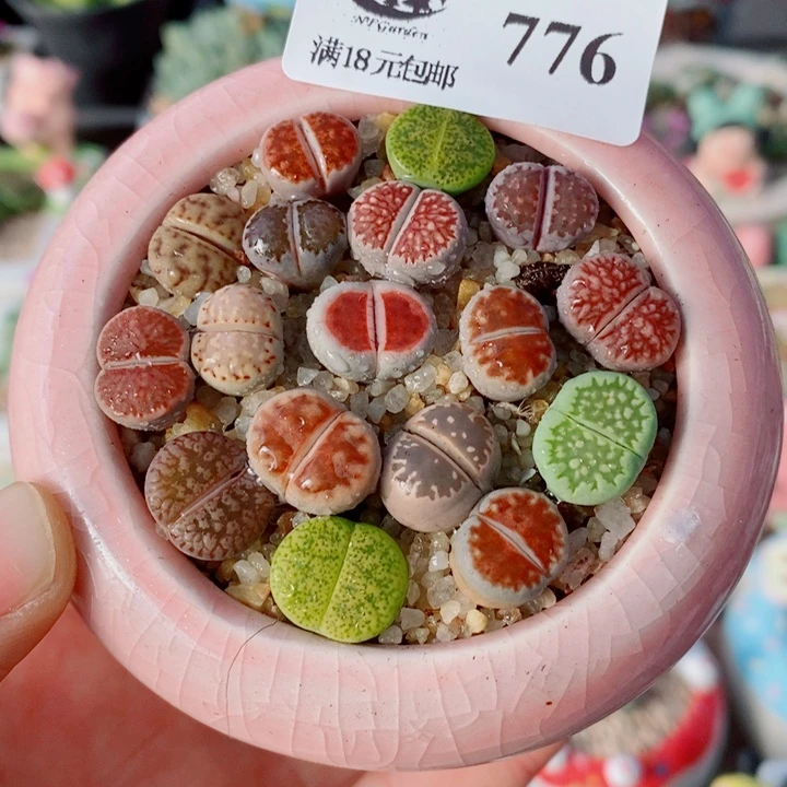 生石花花花花花花花776