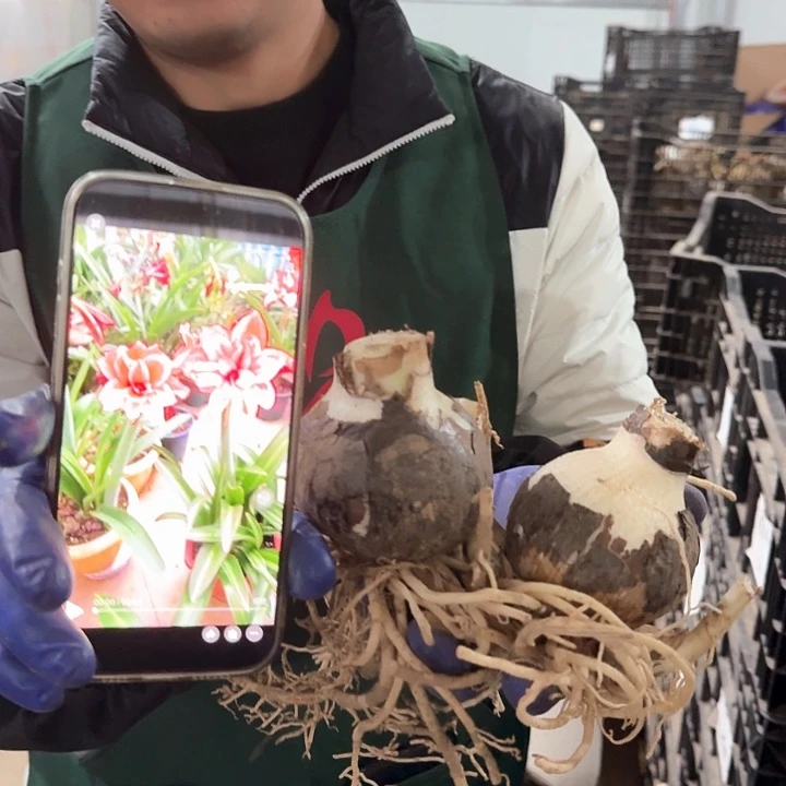 吉****随机基地球一个，，，，，，