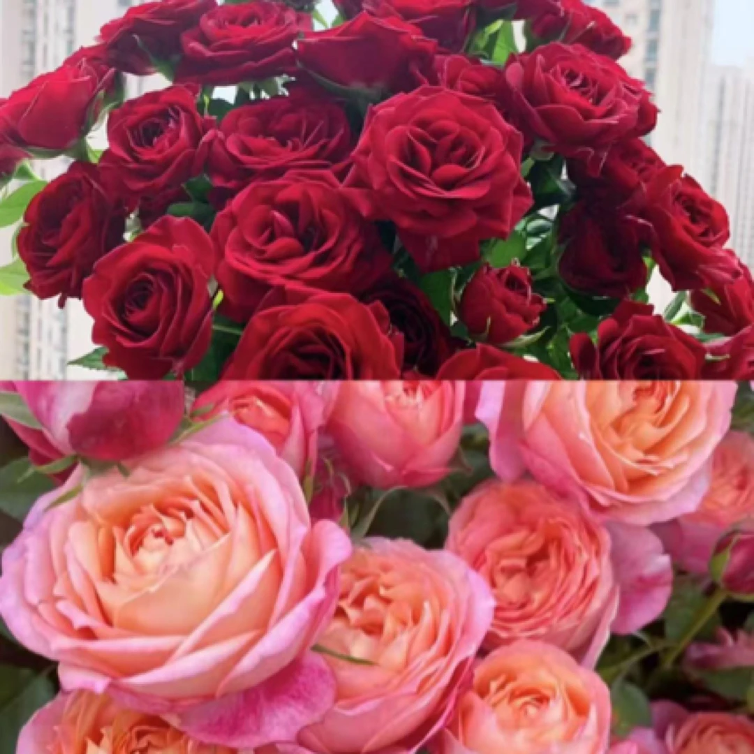 【大花美人+红丝绒】月季盆栽  花苗四季开花 阳台 观赏花