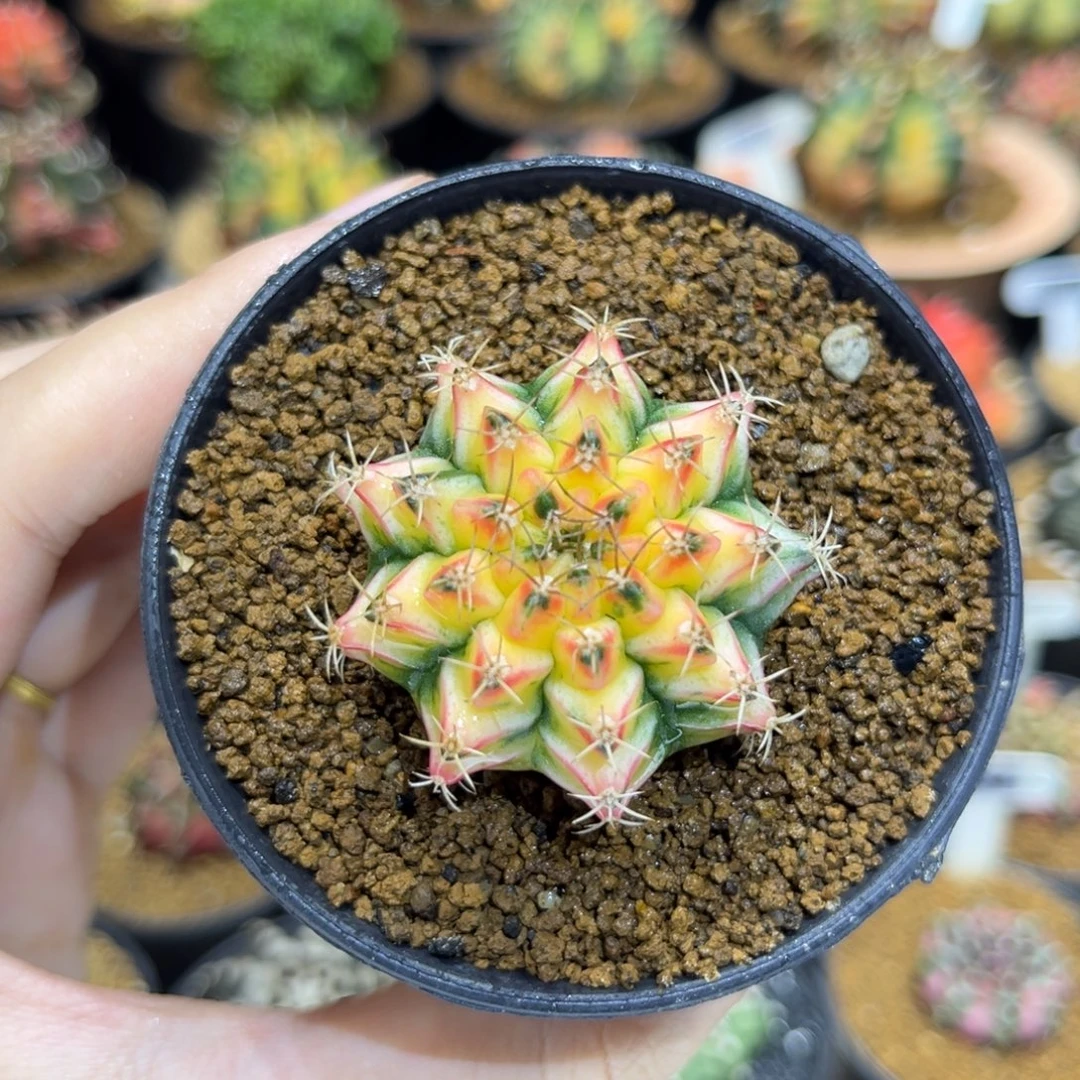 3.9cm泰系实生小精品