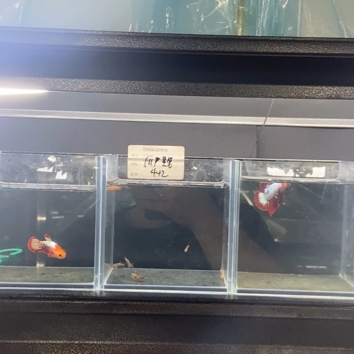 斗鱼包活不包损所见即所得375