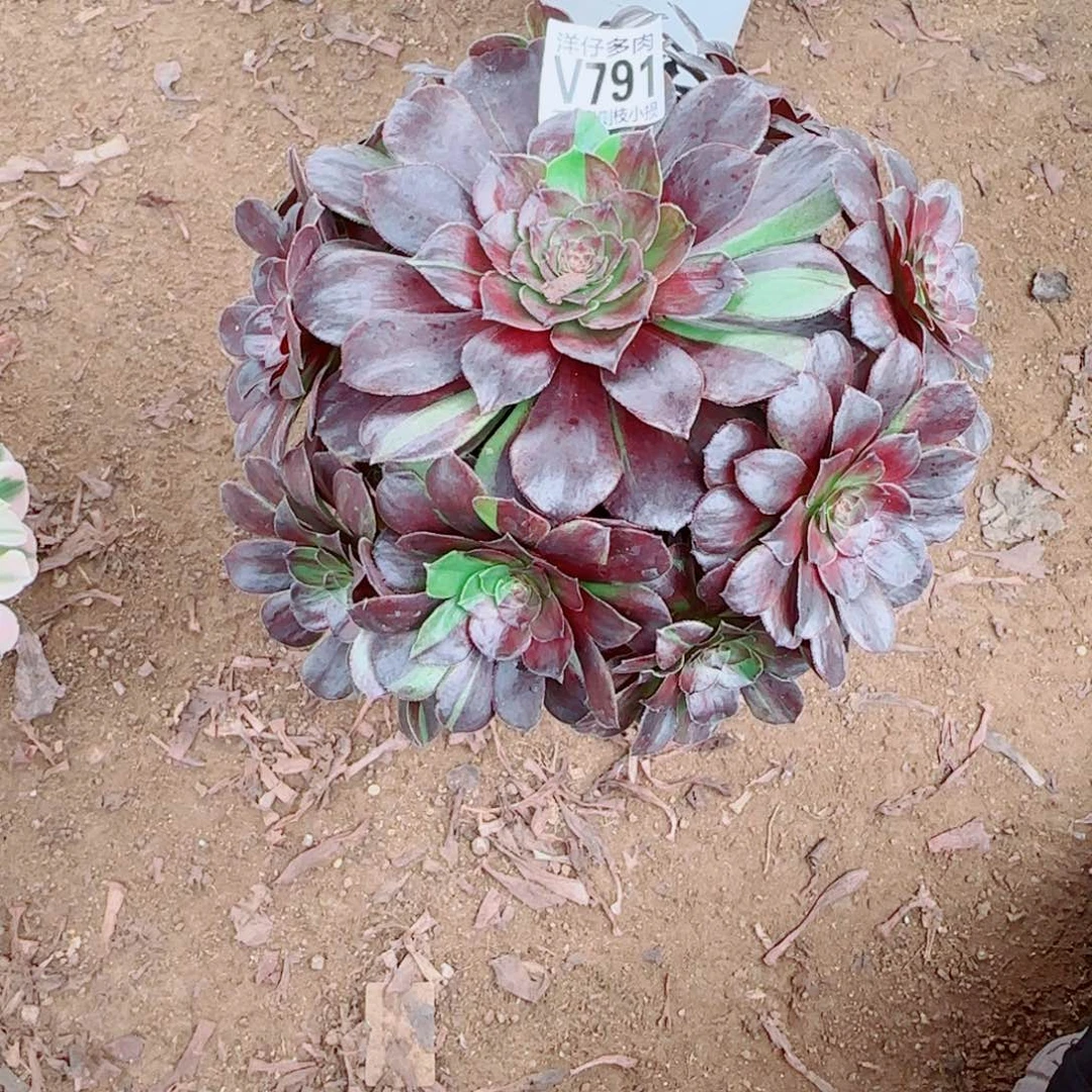 花月夜法师791冠幅20