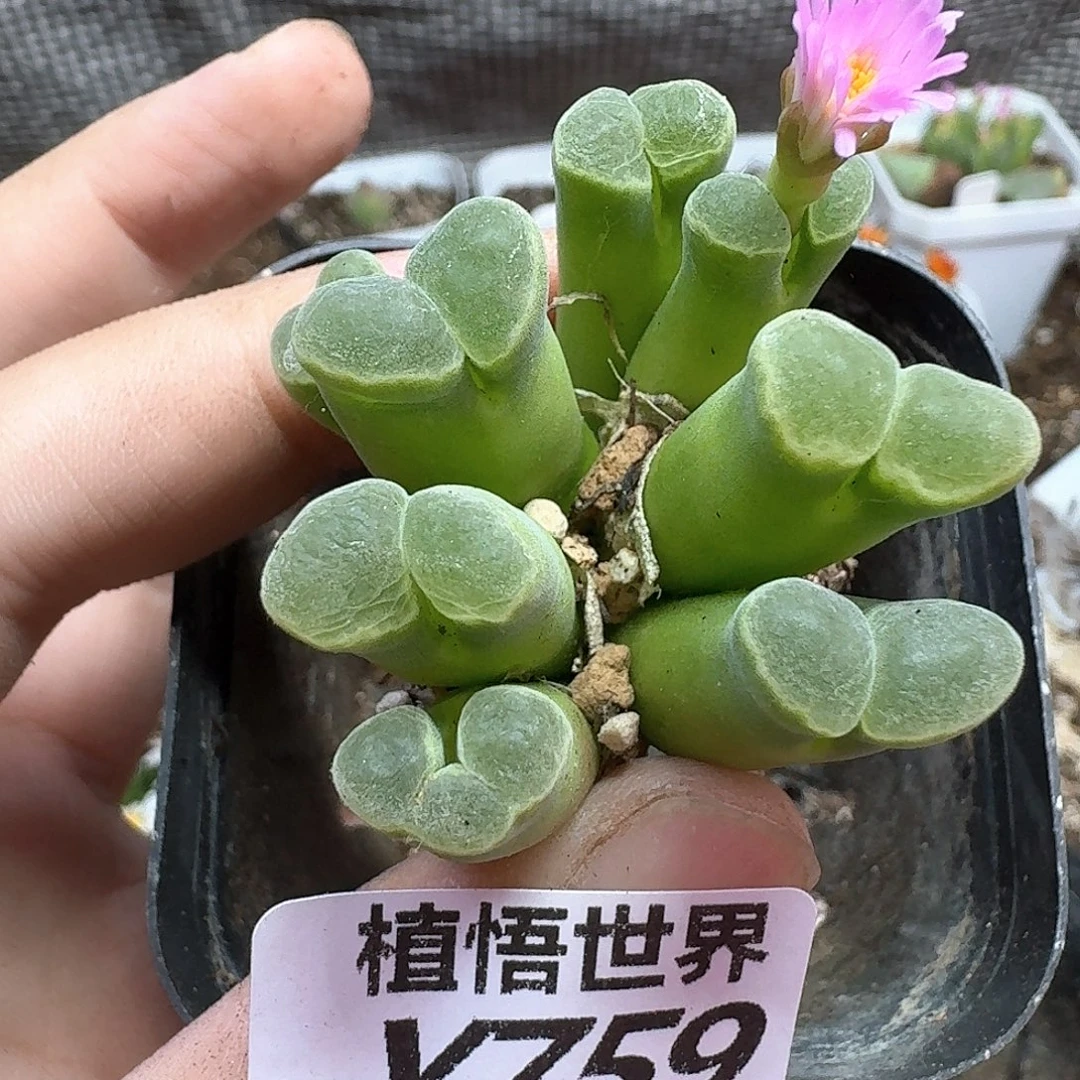 多肉植物的润泽和c