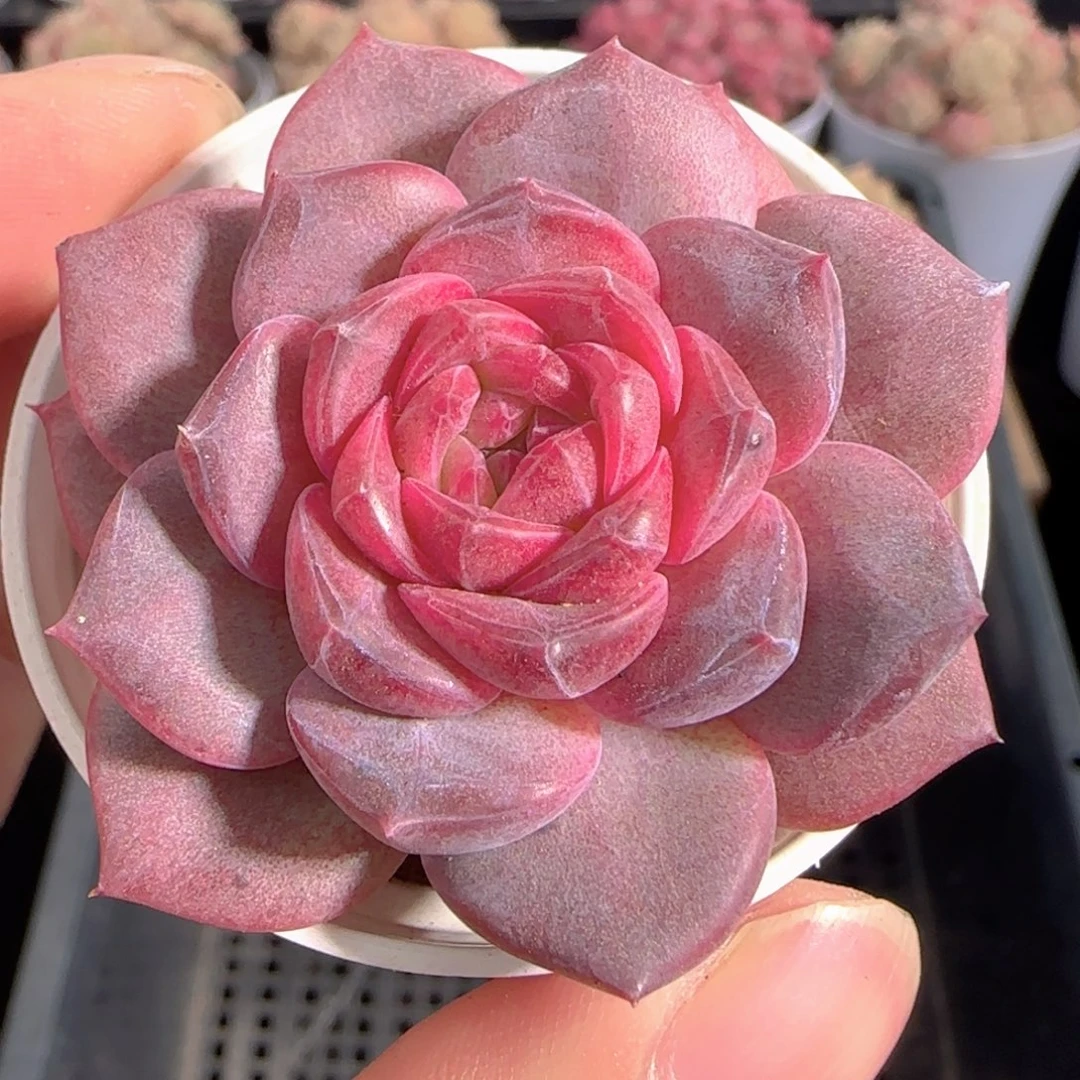 多肉0101-264琥珀天使珍妮