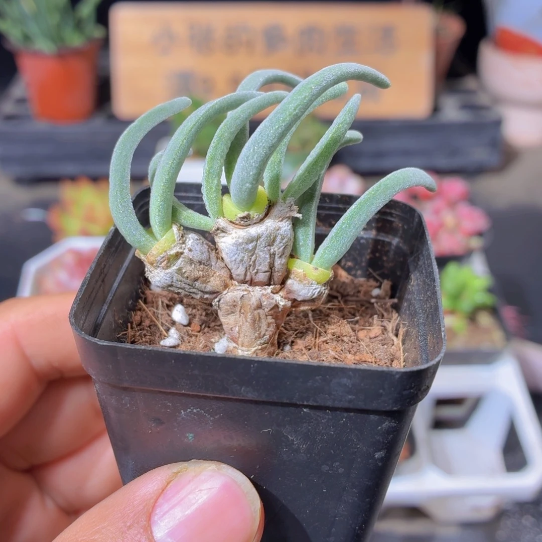 碧光环多肉9.9包邮发货