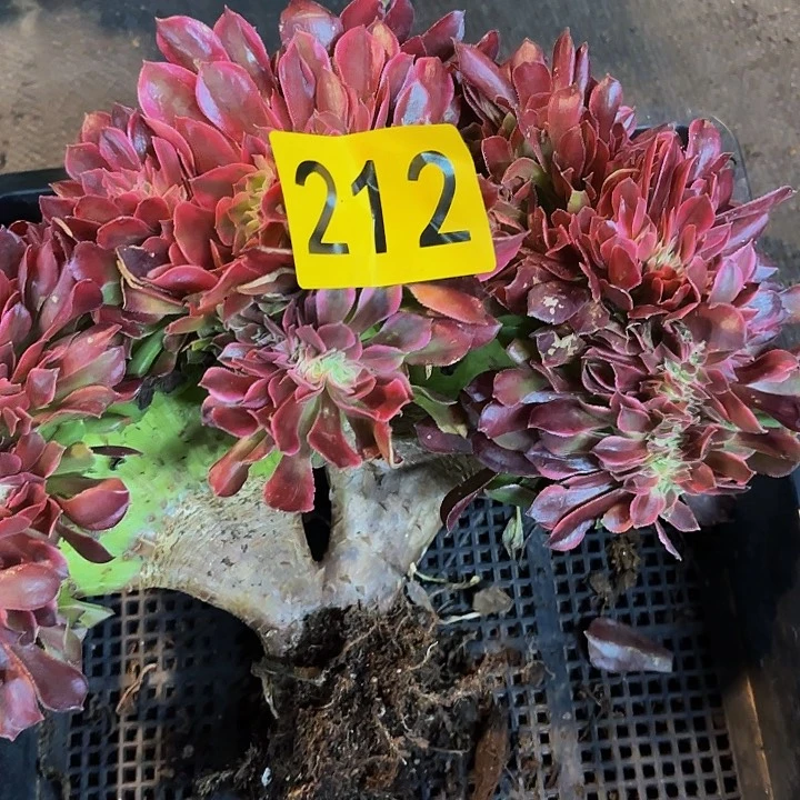 多肉植物福利212