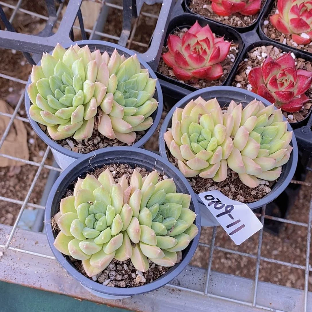 0709-11-彩体幻影美人双头福利一颗量拍