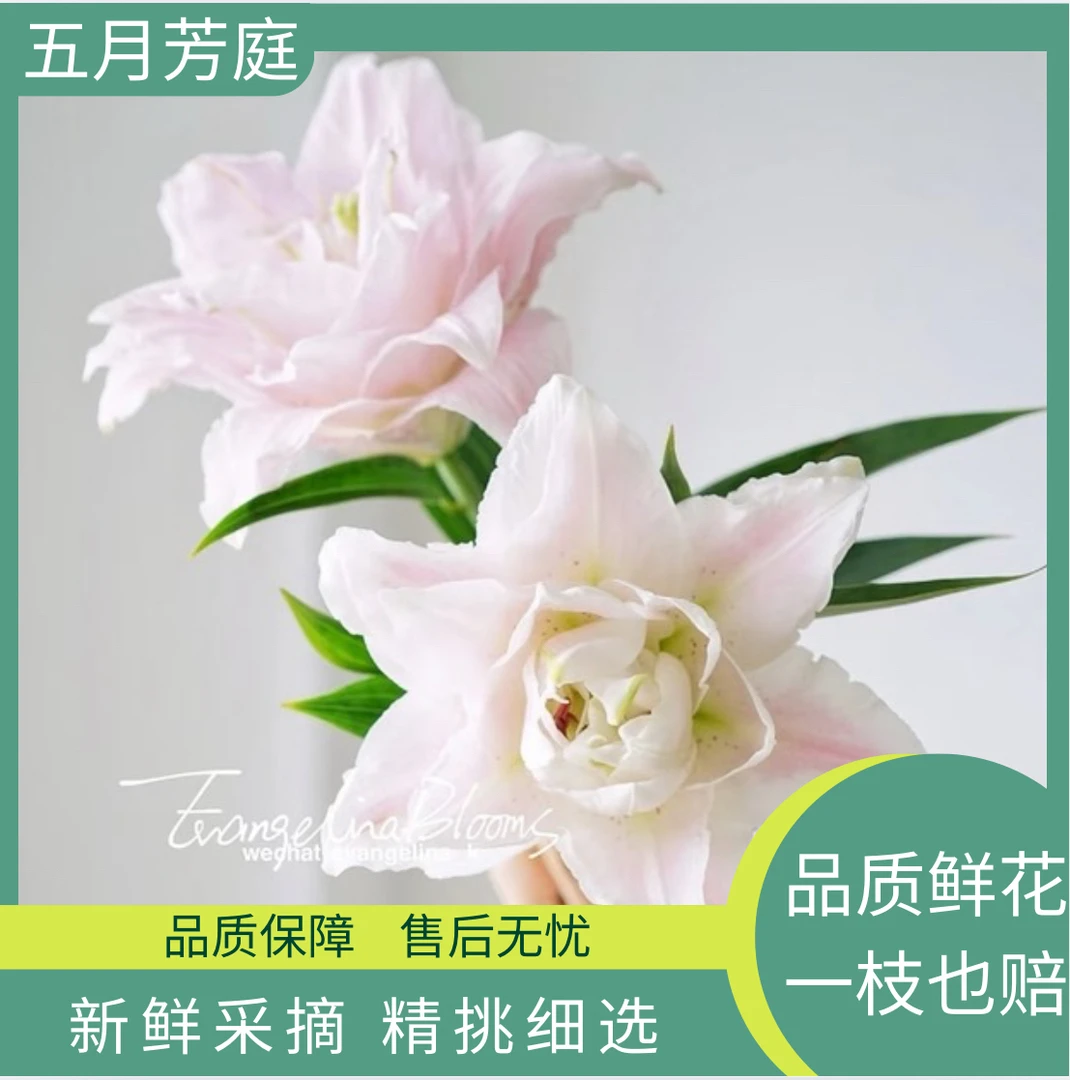 稀有多头【粉雾甜心】百合高级稀缺#小众#鲜花花材