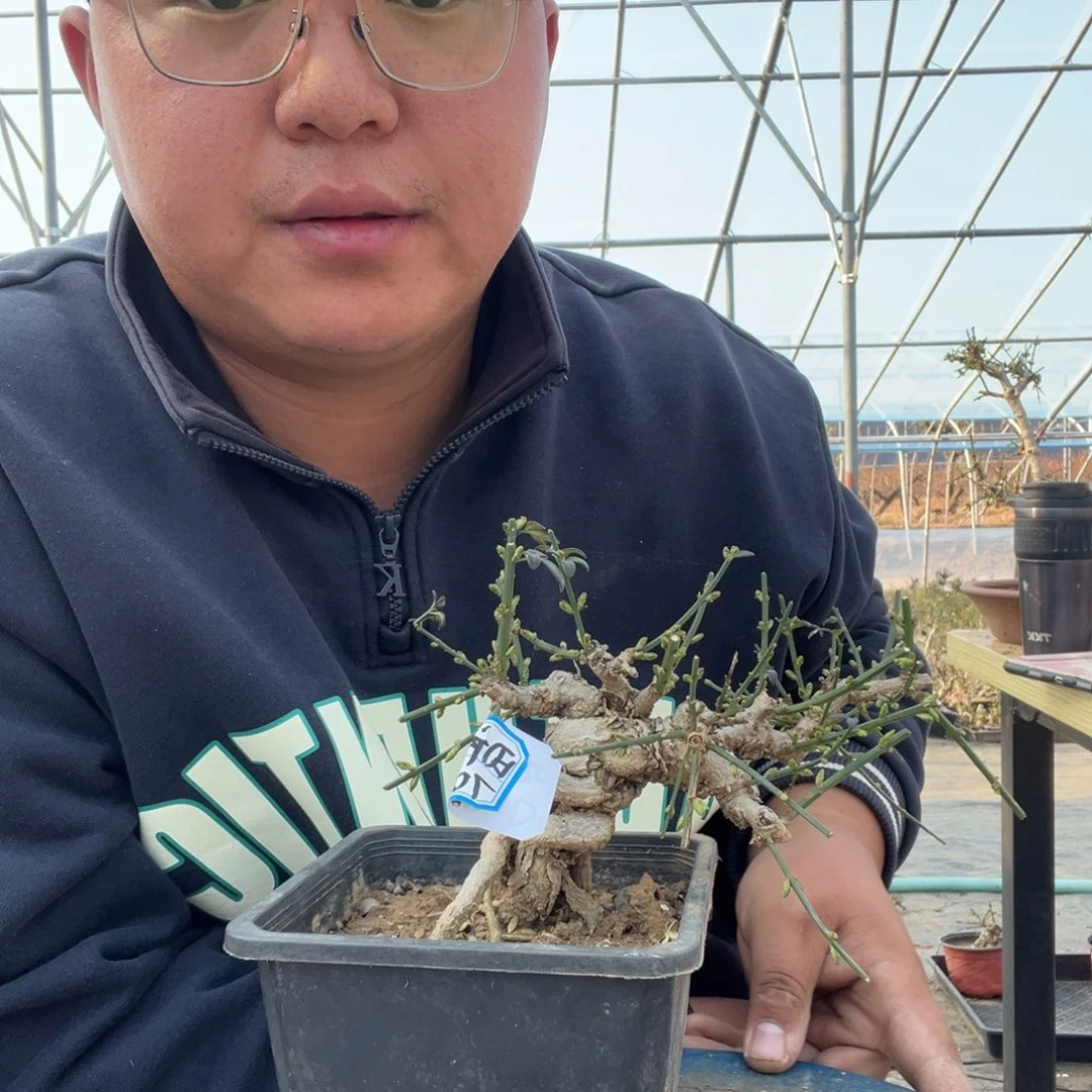 无花朵迎春花盆景盆栽1