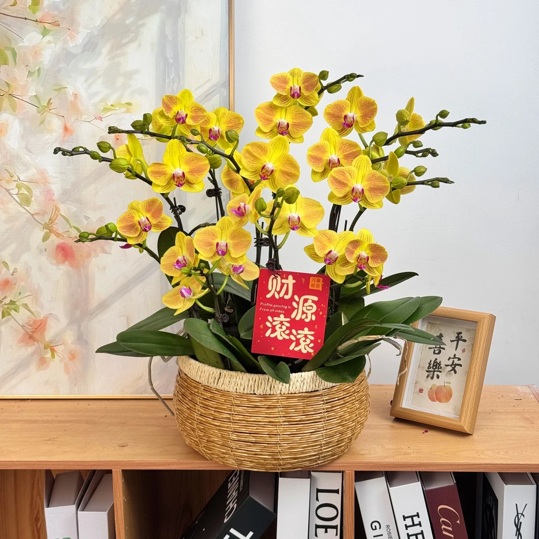 【金吉利】蝴蝶兰鲜花精致组盆 开花株 室内绿植 养兰基地直发