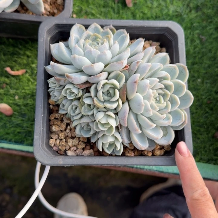 晚风珍妮群多肉植物