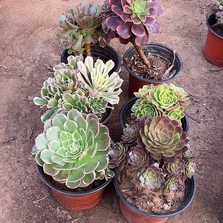 850多肉植物组合，