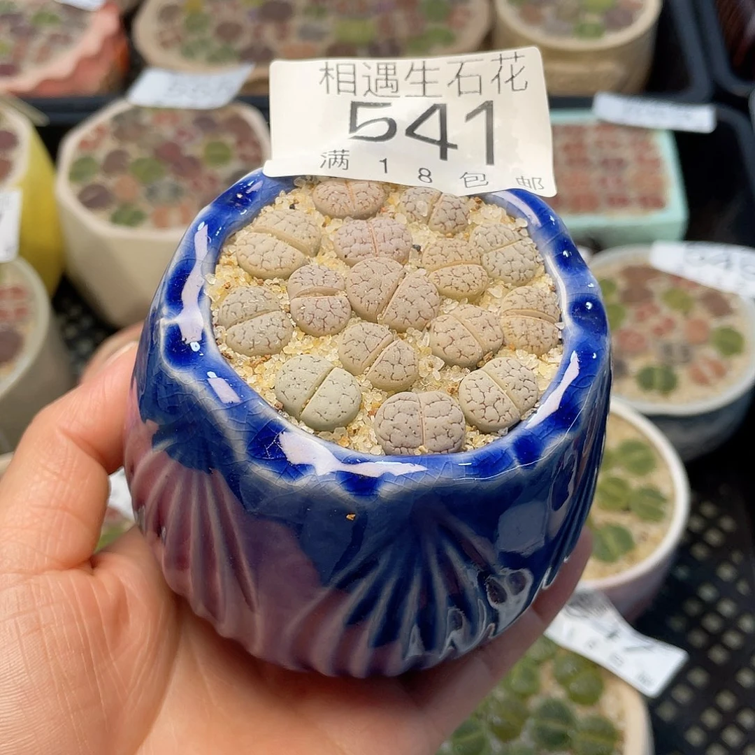 相遇开播福利541