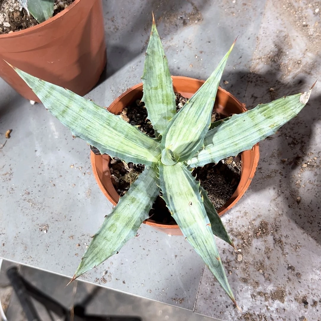 爱****柿龙舌兰雪魔20福利