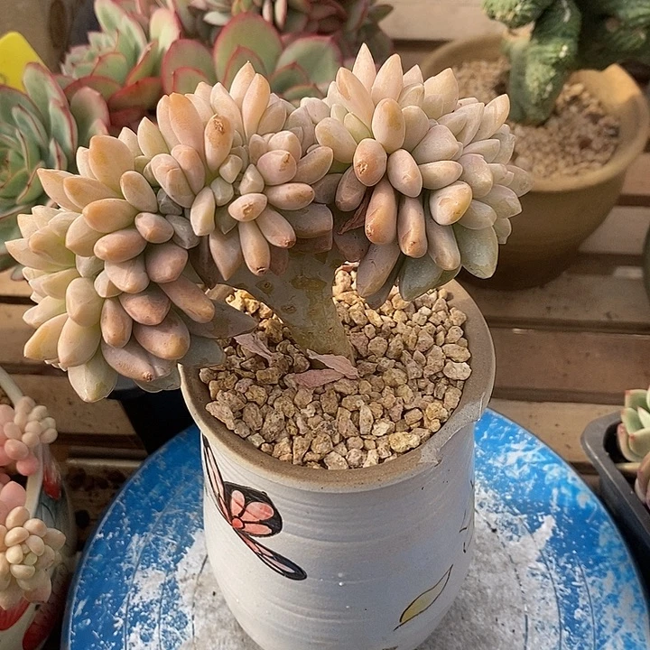 多肉植物肉肉植物