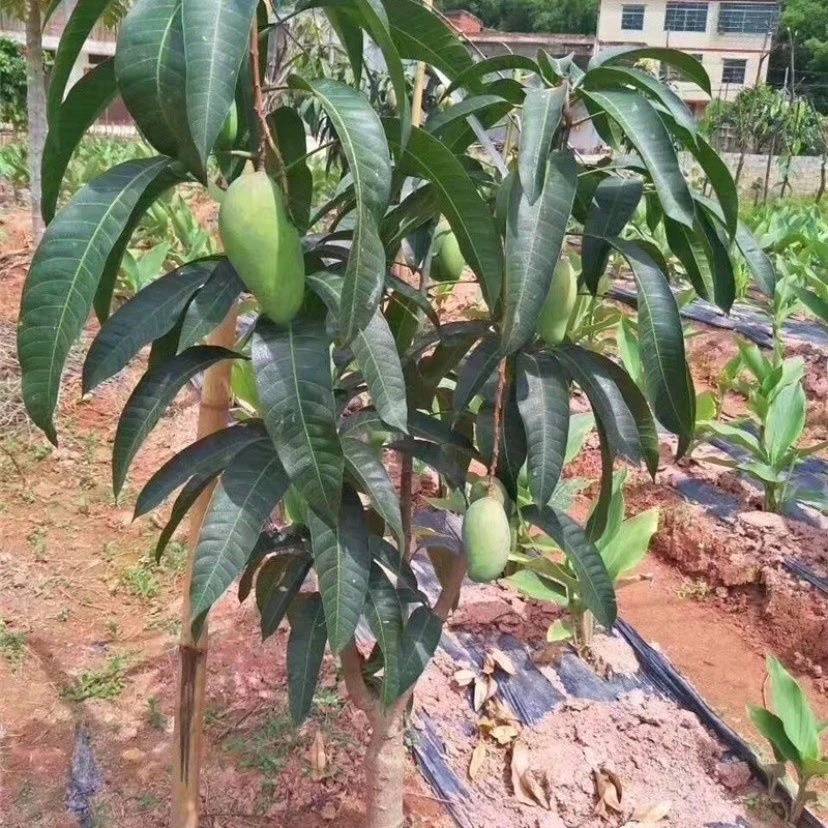 芒果树苗6到7年苗