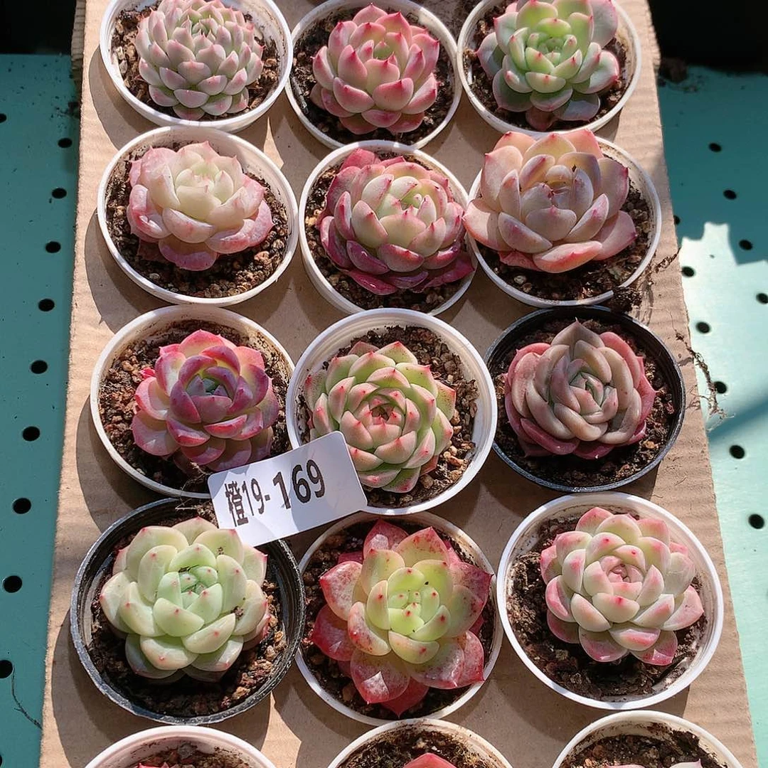 19-169一物一拍带盆18颗。