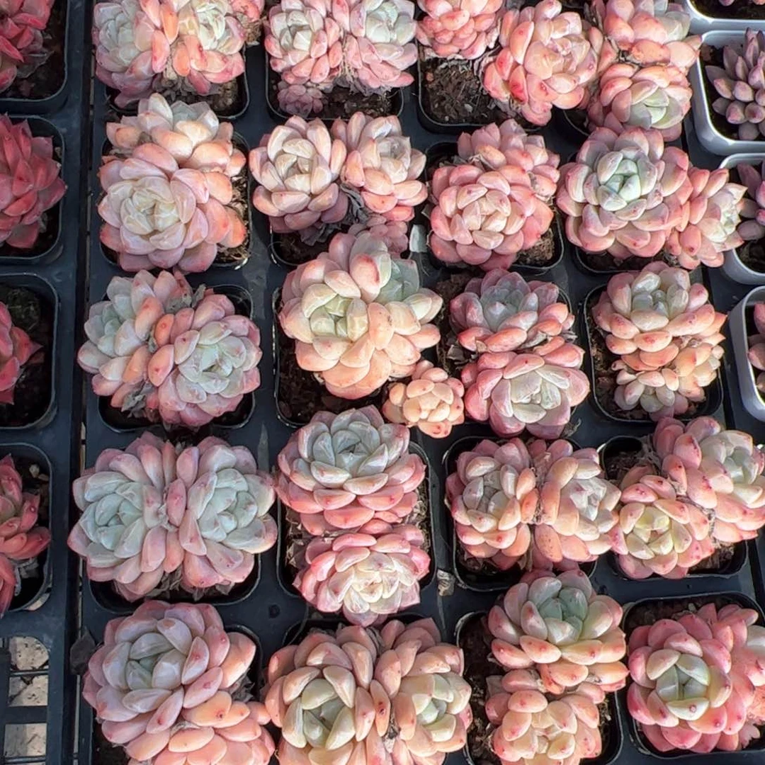 新疆包邮 双头厚梦