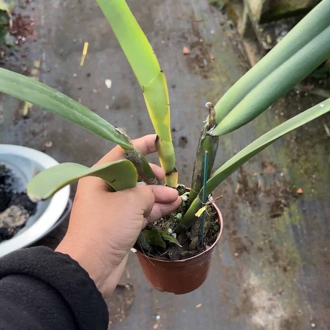 完全开放马克西马