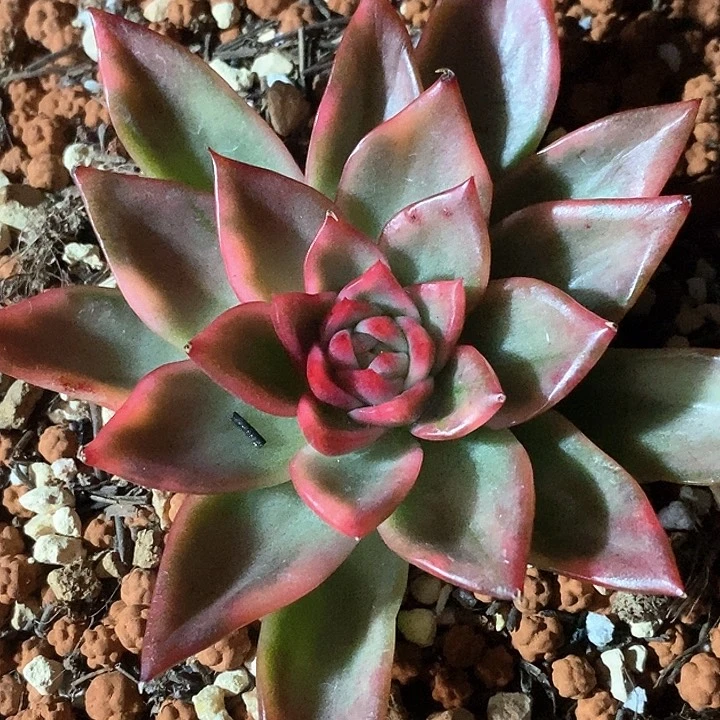 弗兰克一物一拍，