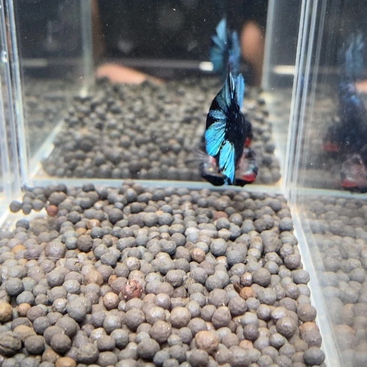 斗鱼泰国斗鱼181分