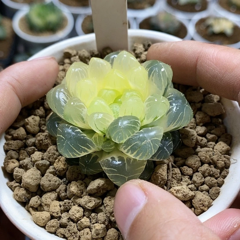 【闪购商品】193实生