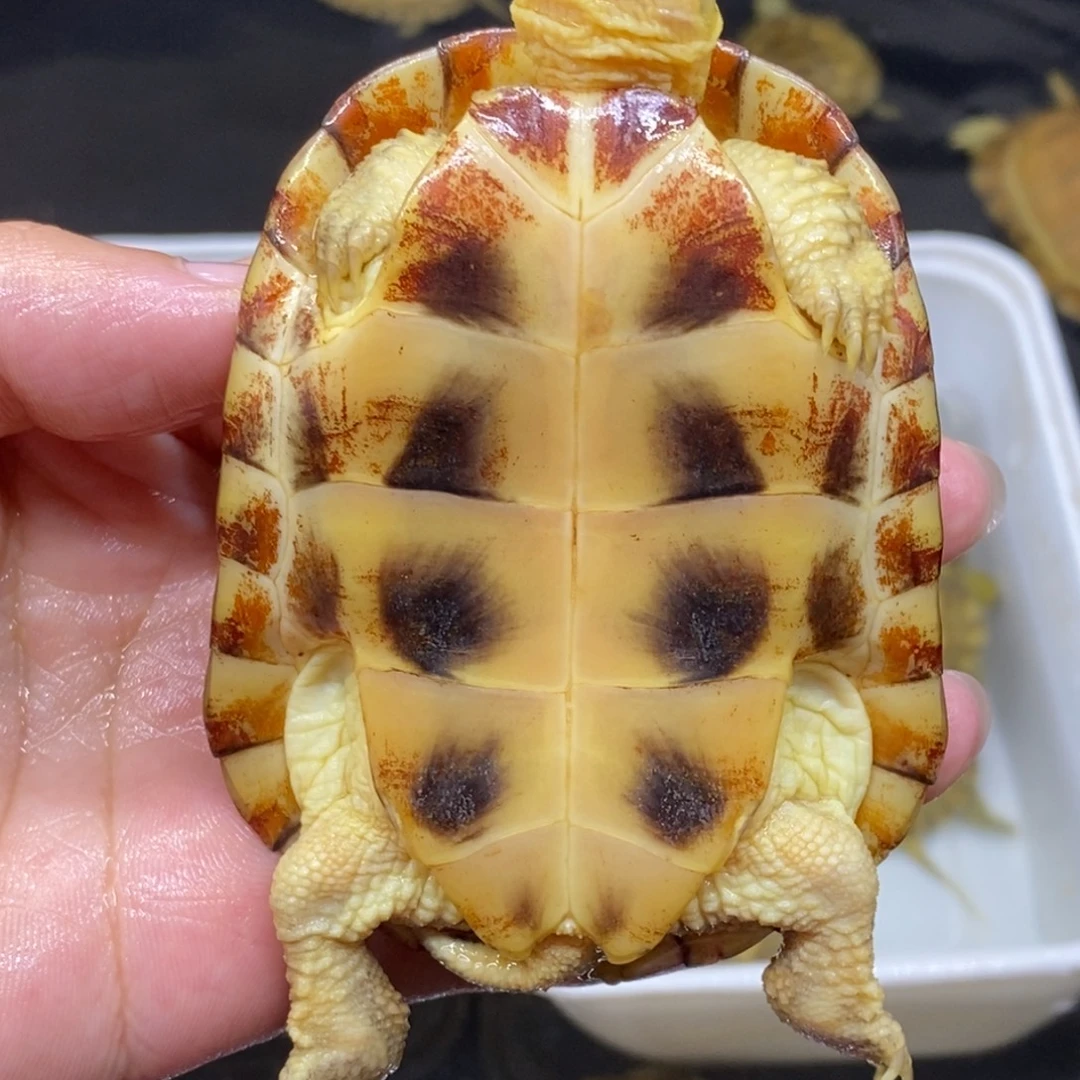 绿毛龟母黄喉小青龟
