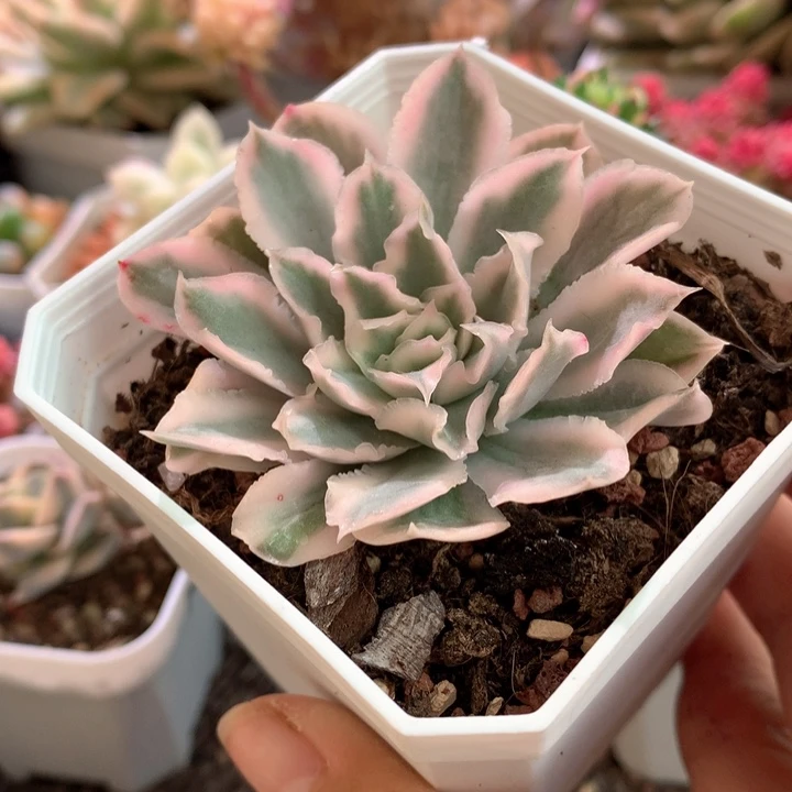 紫蝴蝶覆轮锦有根