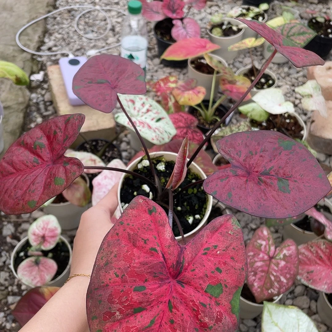 无花朵超级玛丽养定