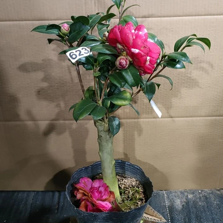 623迪克,斑水屋,美千,原盆原土发货