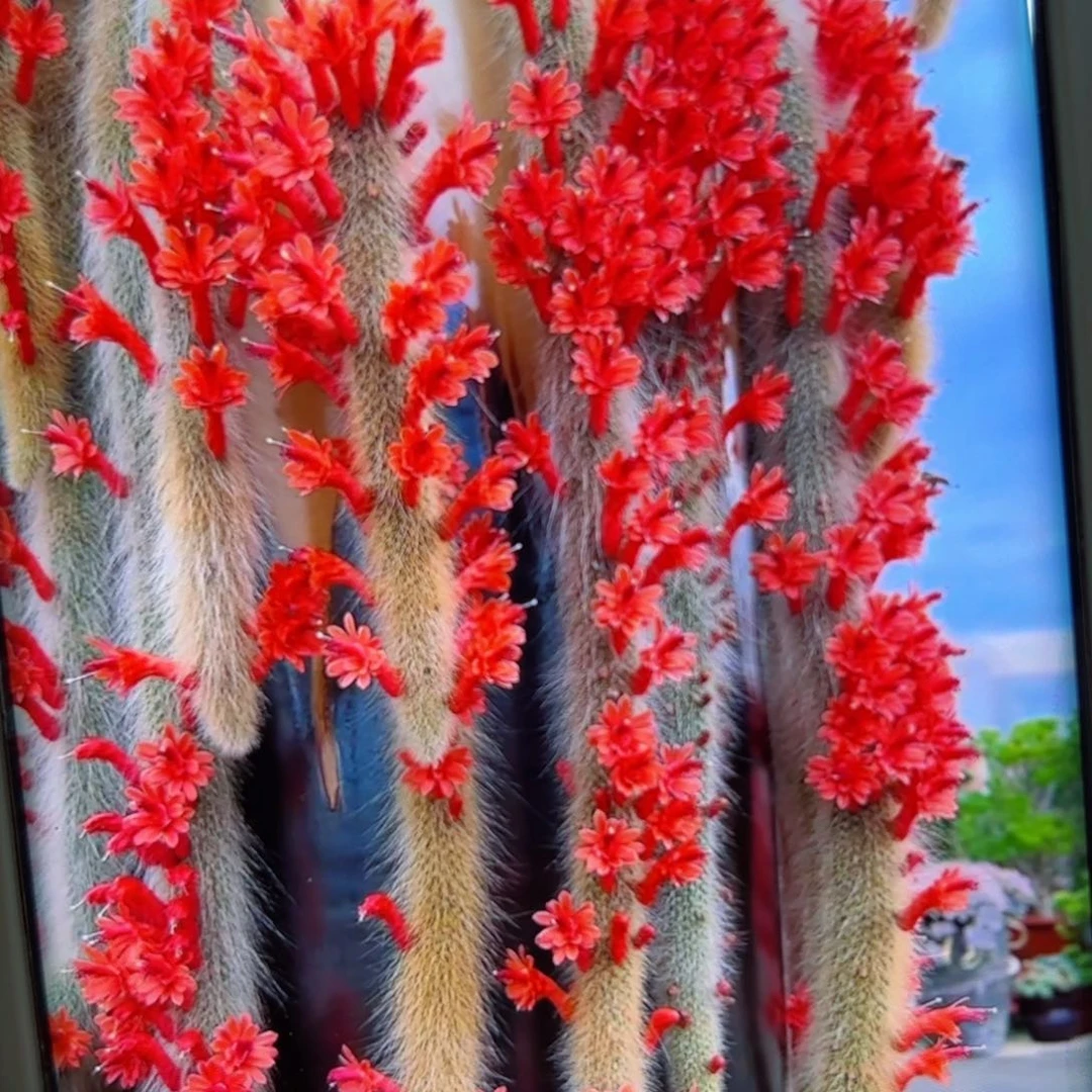 下35九尾狐根10公分左右脱土发货20包邮