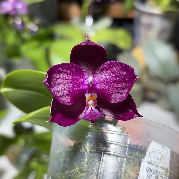 大部分开放少量花苞2237