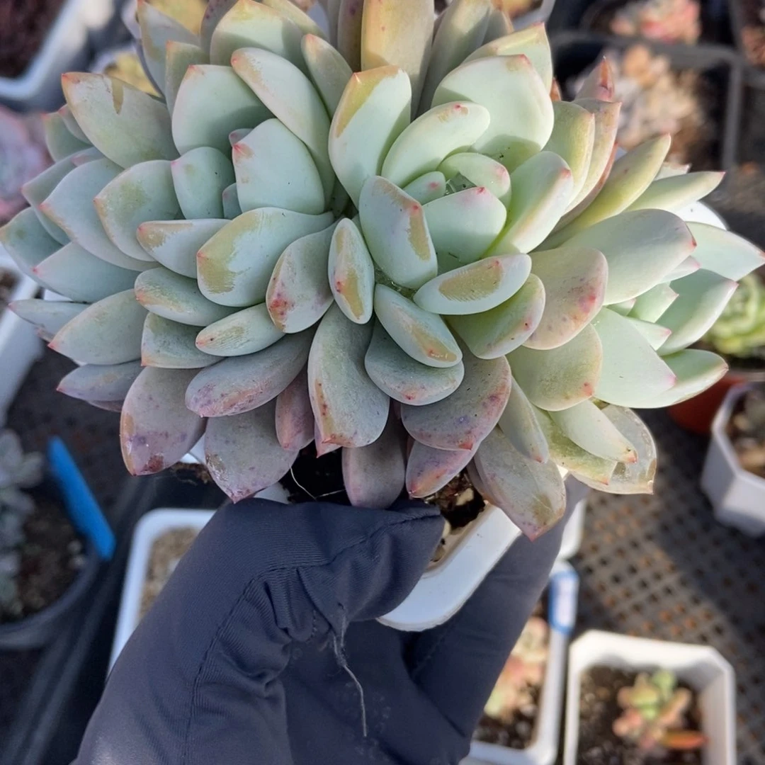 982橙子多肉植物保护^_^