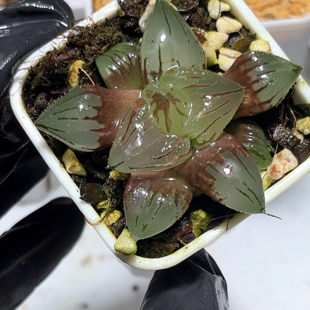 恭喜发财大吉大利0732