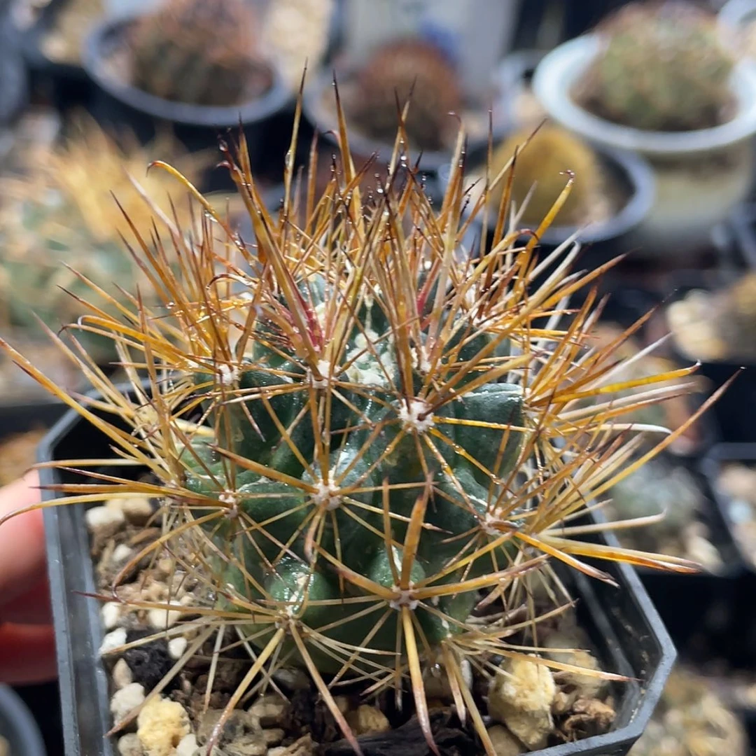 【闪购商品】玄武玉实生6666