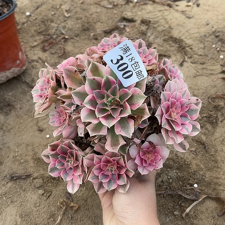 300粉女巫手捧1号棚