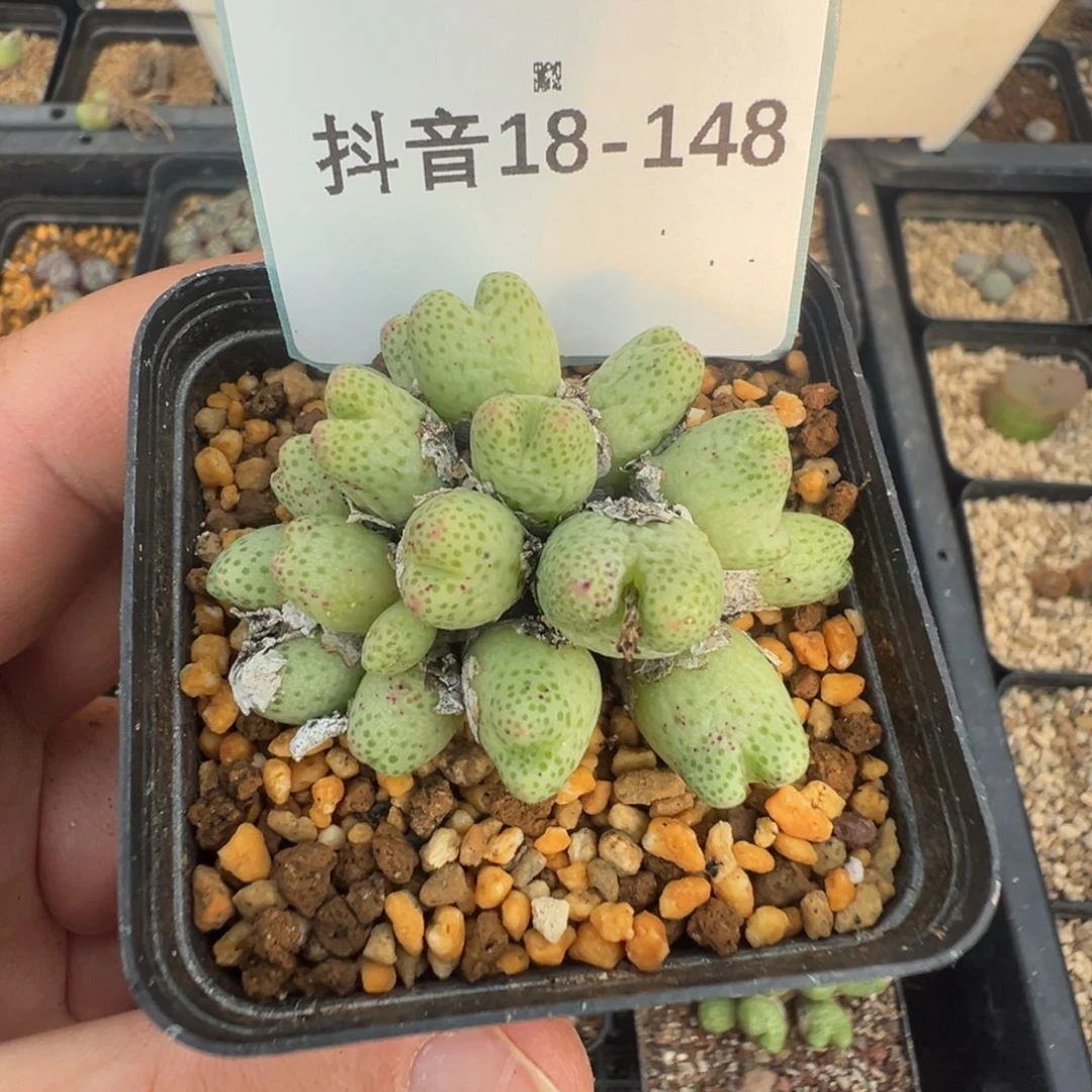 鲜***橙18-148肉锥多肉植物，