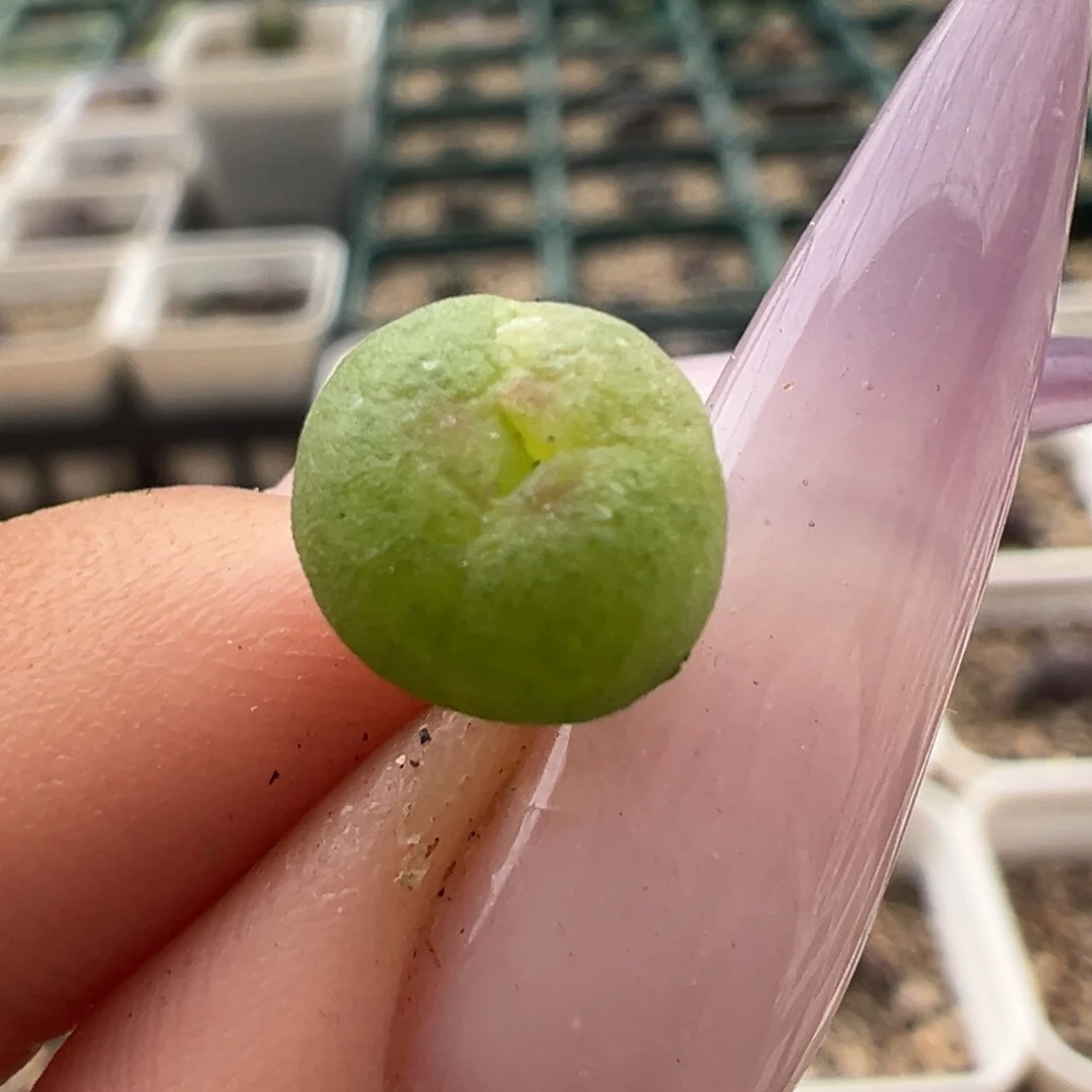 娜***ಥ奔驰拉桃拉丝锦多肉植物