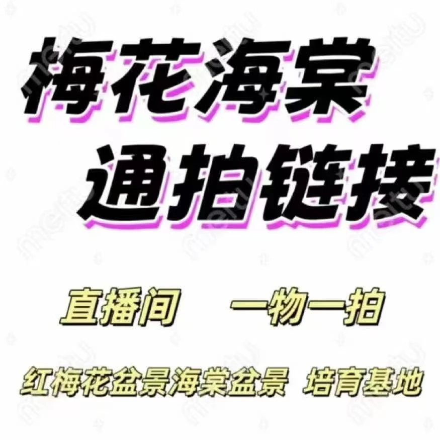 【直播】梅花海棠一物一拍链接仅供付米