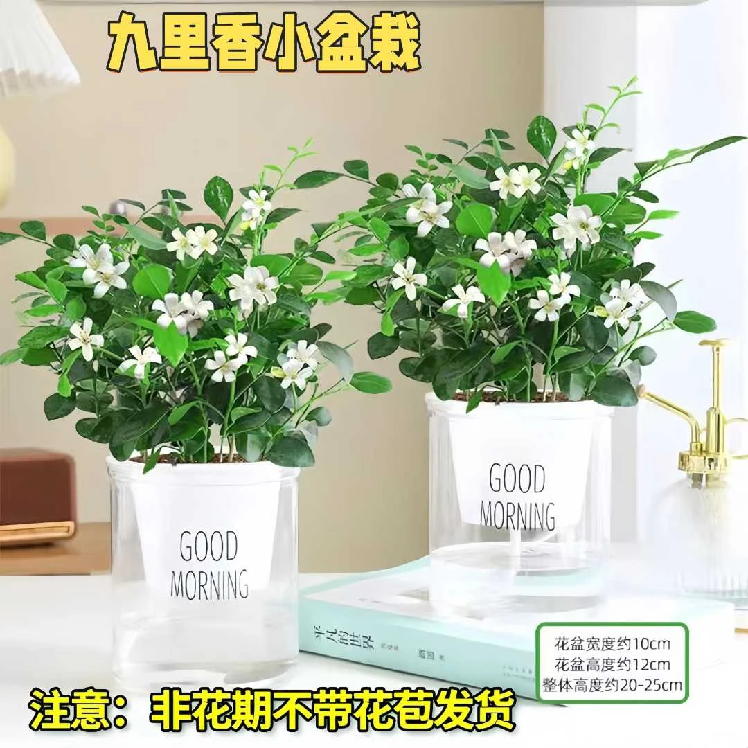 九里香盆栽发财树驱蚊水培花卉植物四季常青夏季开花水培室内阳台