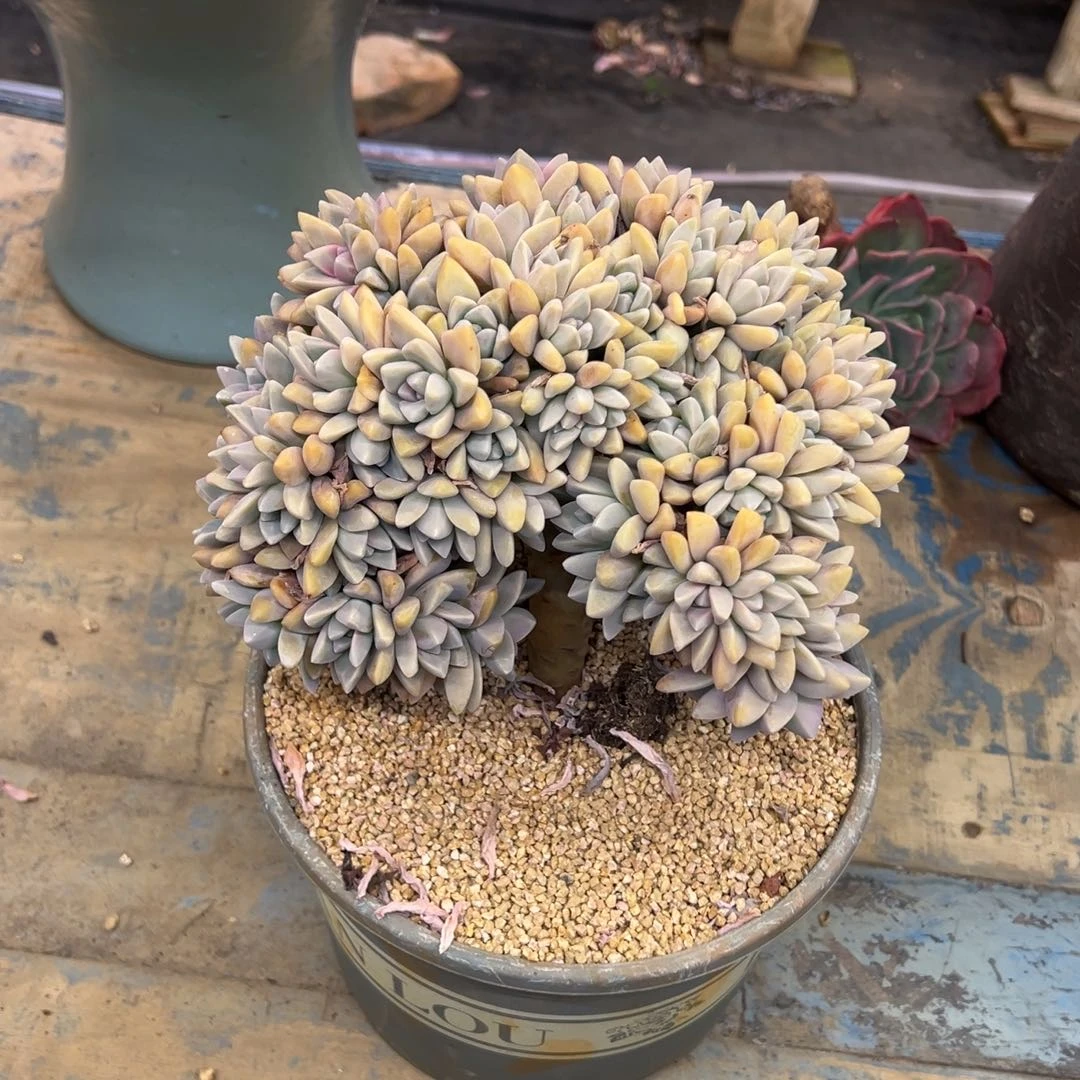 淡雪朵朵缀化福利价