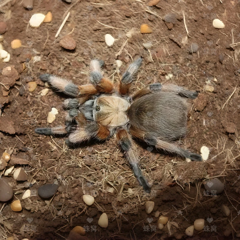 里奥格兰金毛蜘蛛足展1.5-2厘米温顺APH稀有宠物蜘蛛活体