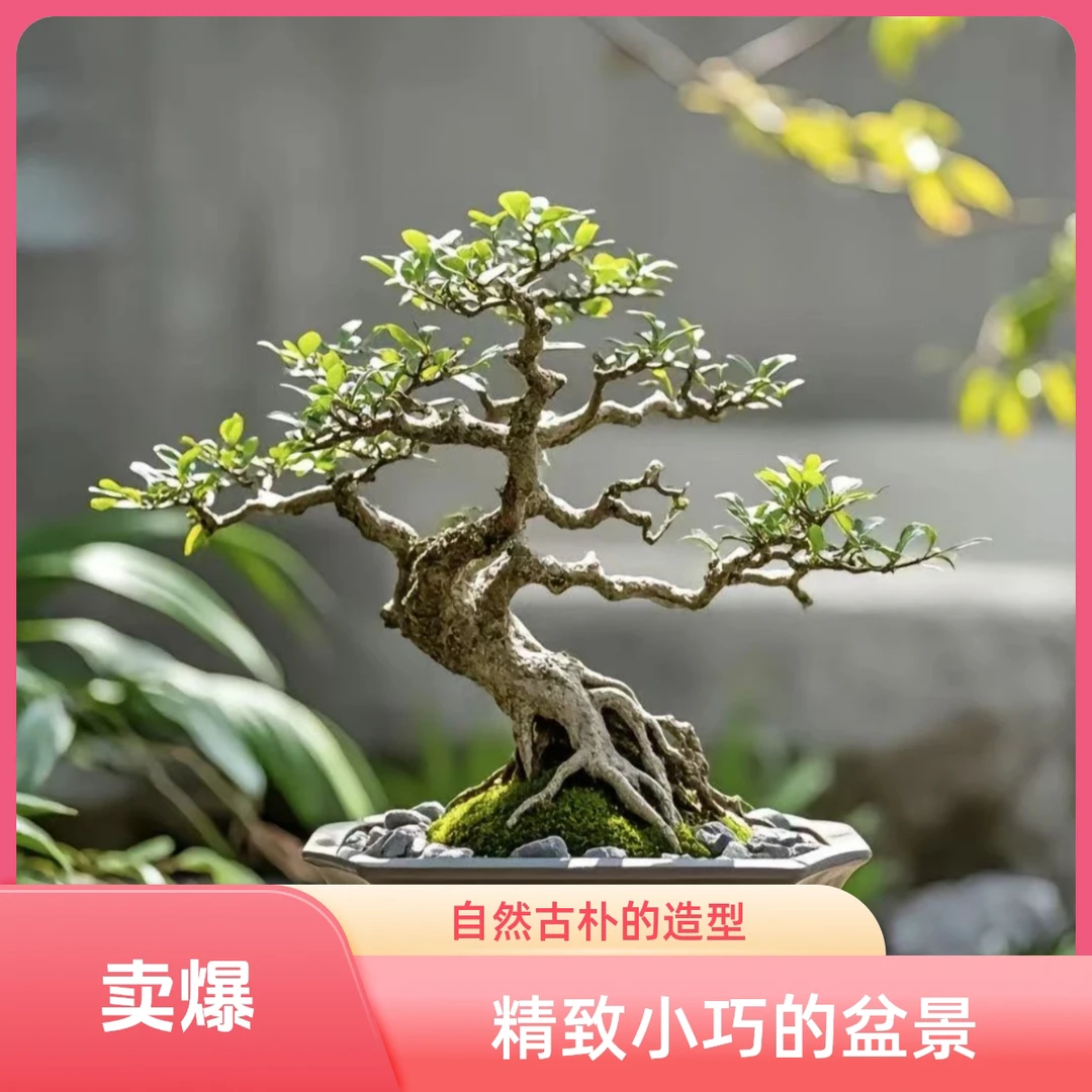 小叶榔榆 对接白蜡三角枫 雀梅 黄杨黑松等一物一拍