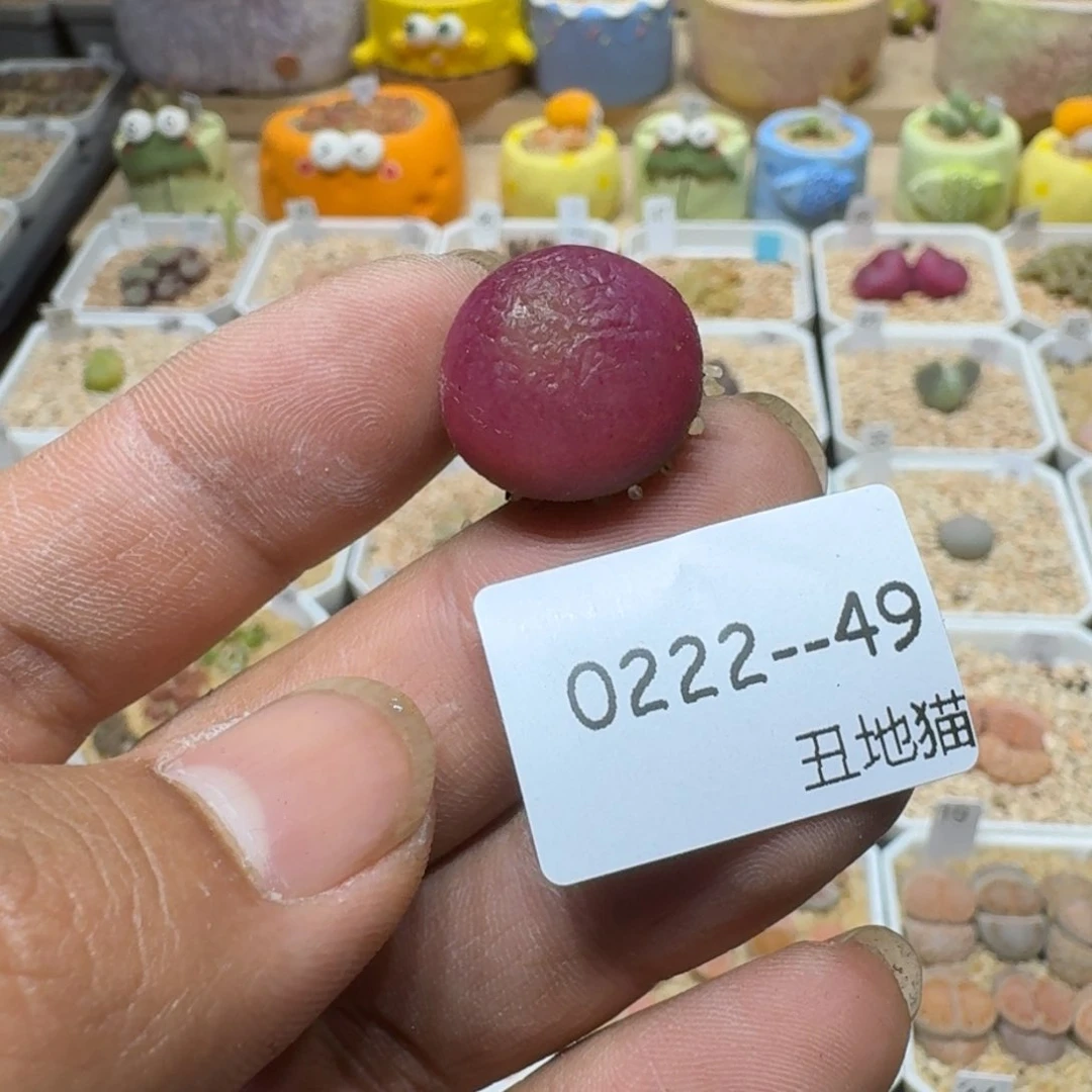 浅****?0222/049肉锥