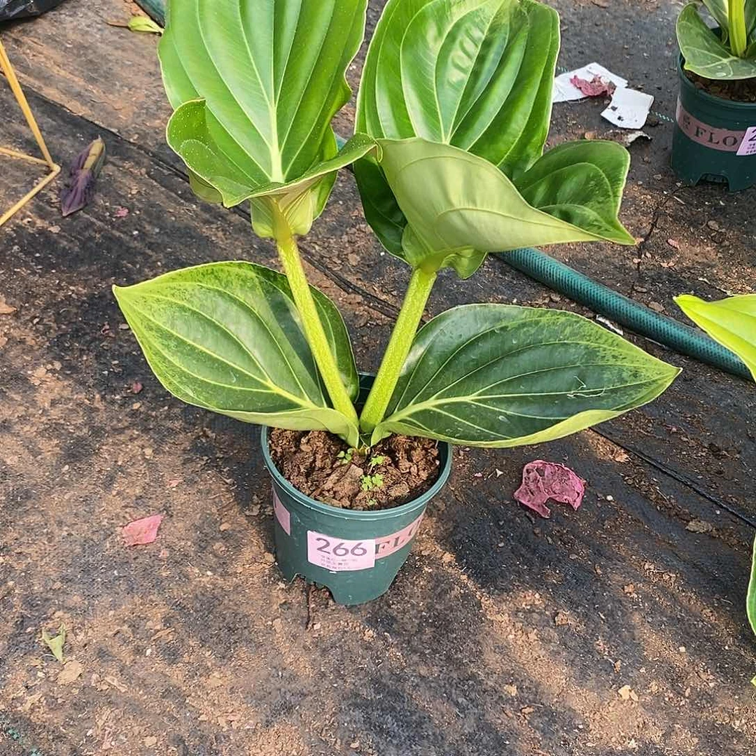 用****1木本花卉266