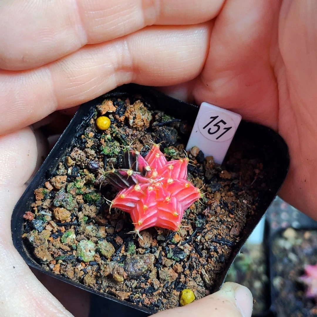 2cm 非偏远地区满25包邮仙人球裸根
