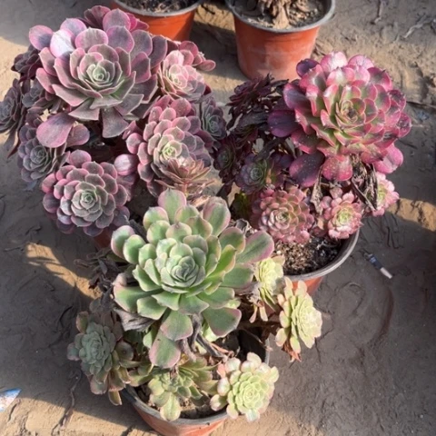 931多肉植物组合，