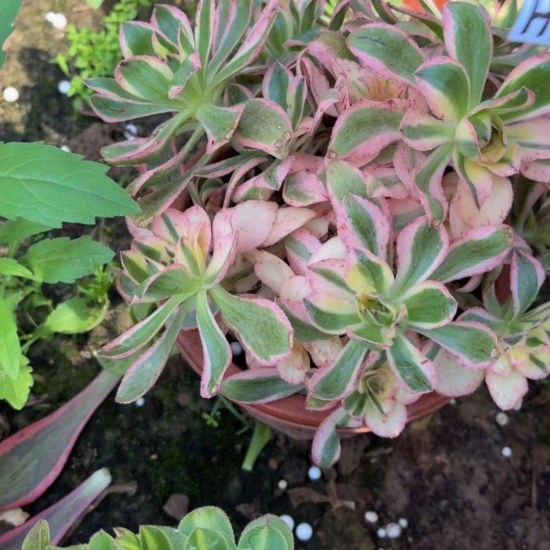 无花朵763多肉植物捧花的