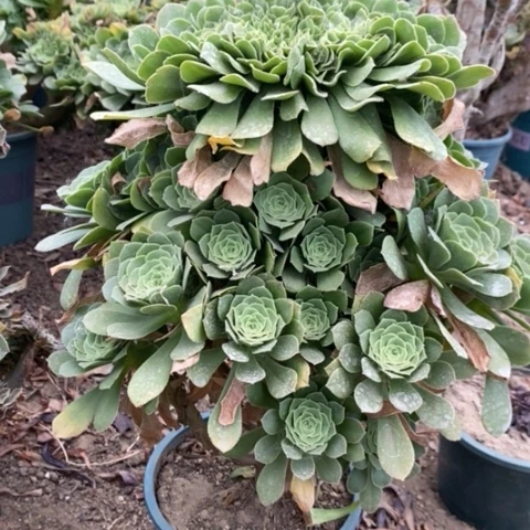 绿羊绒缀多肉植物005