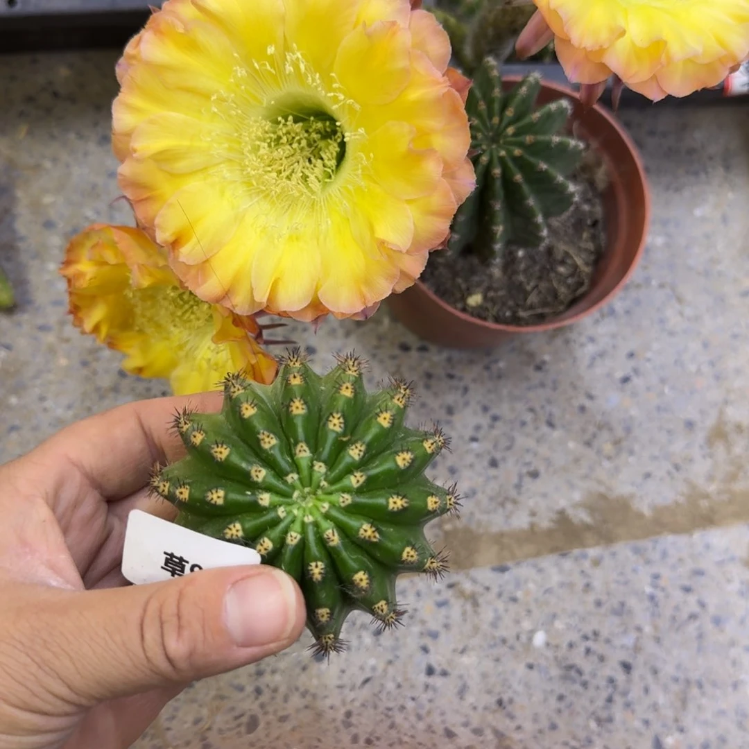 338彩草97歪无根侧牙5公分左右，20包邮